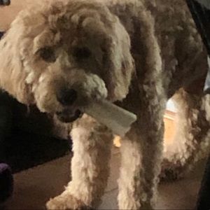 Meet your Posher, Avery